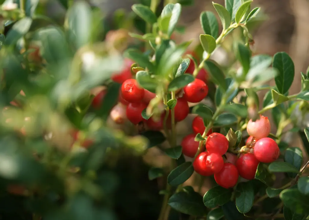 airelle-canneberge-bio