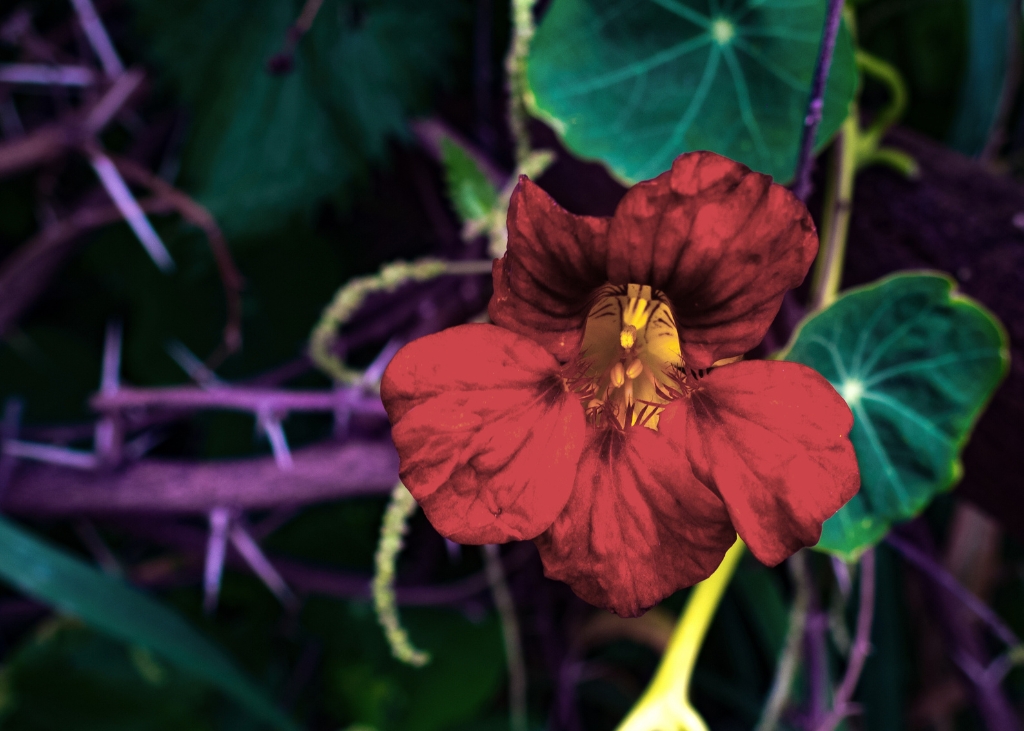 capucine-naine-black-velvet