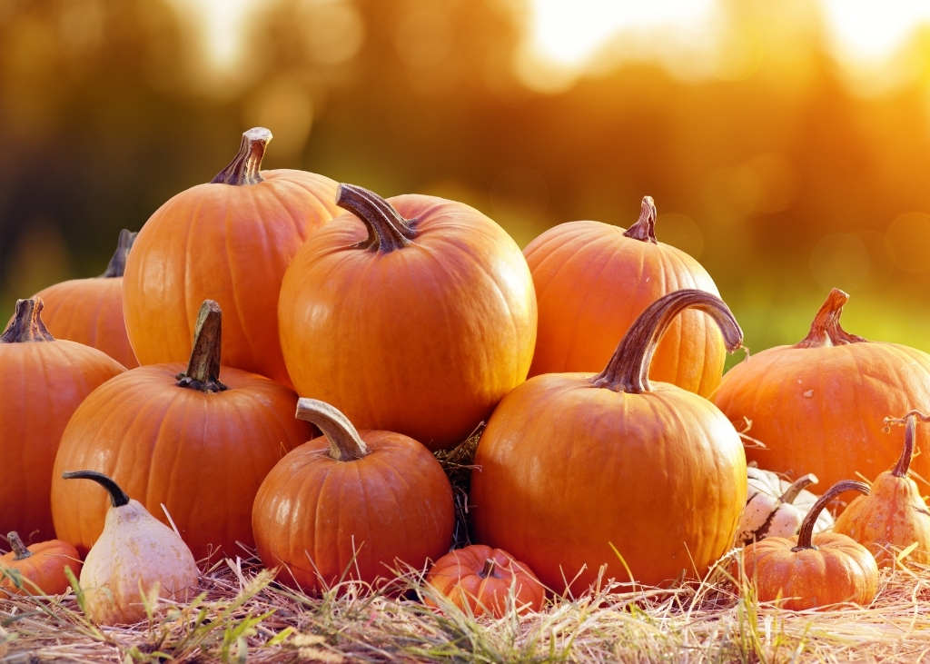 courge-jack-o-lanterne-bio