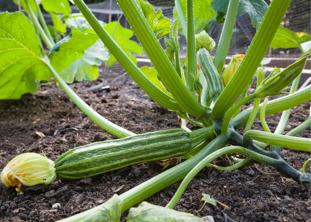 courgette-romanesco-bio
