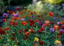 zinnia-a-grandes-fleurs-bio