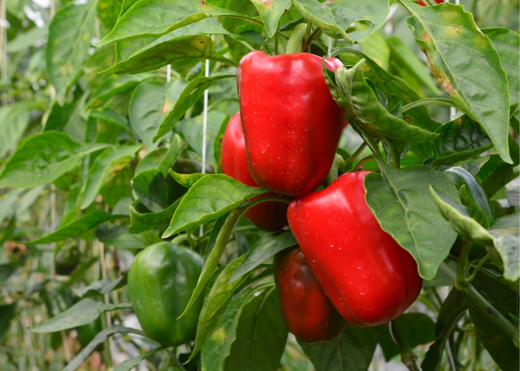 capsicum-annuum-poivron-rouge-d-espagne-bio.jpg