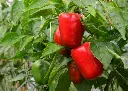 capsicum-annuum-poivron-rouge-d-espagne-bio.jpg