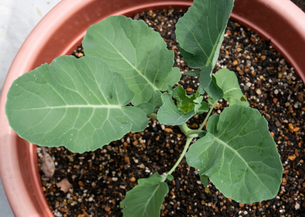 semis-brassica-oleracea