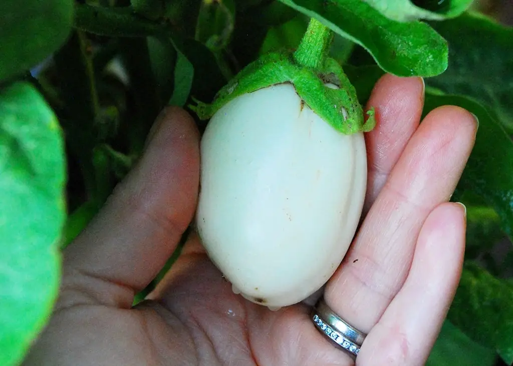 aubergine-blanche-ronde-oeuf