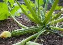 courgette-romanesco-bio