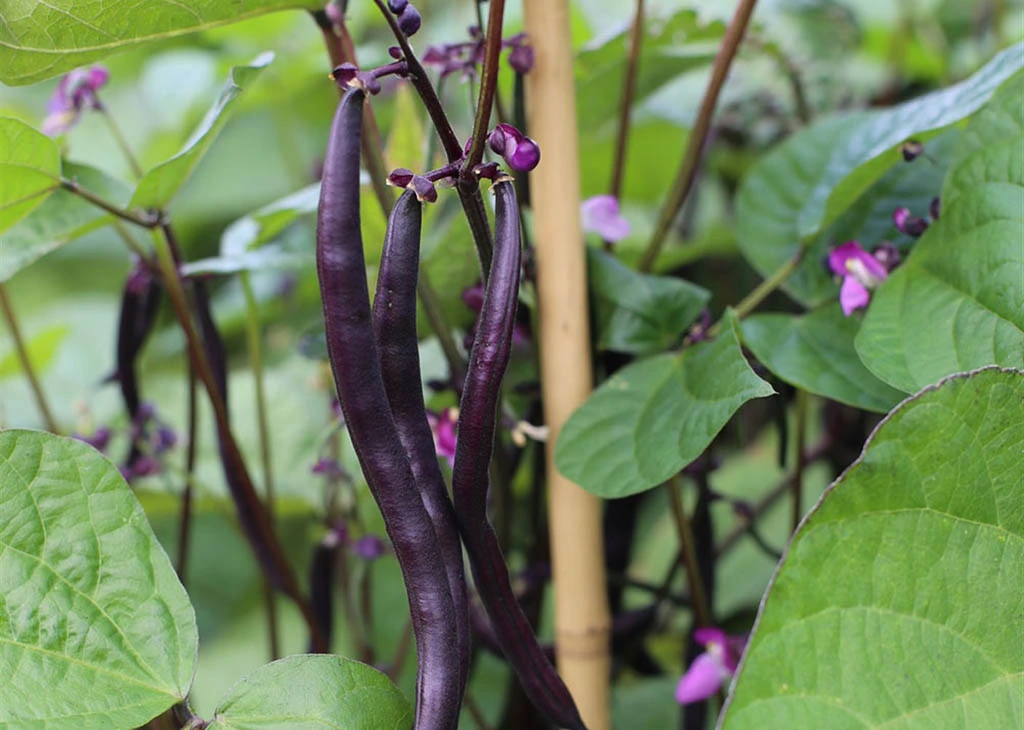 haricot-vert-purple-queen-bio