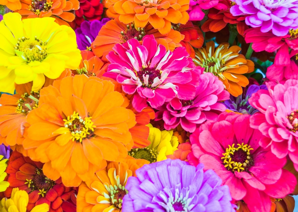 zinnia-a-grandes-fleurs