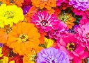zinnia-a-grandes-fleurs