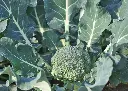 brocoli-calabrais-hatif-culture
