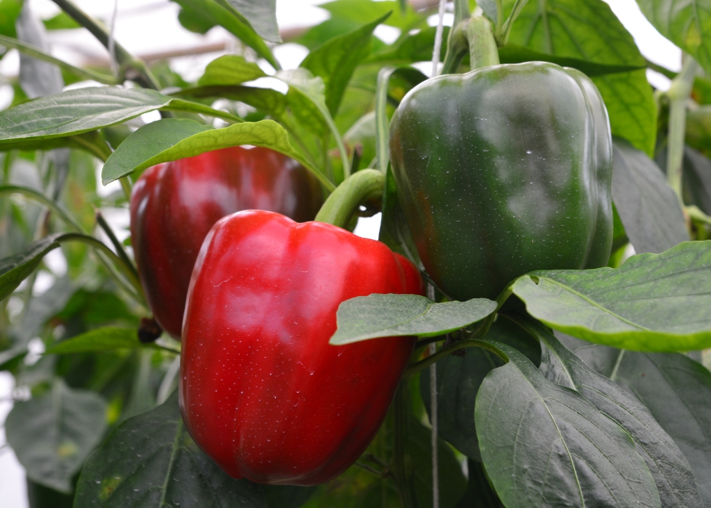 capsicum-annuum