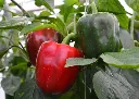capsicum-annuum