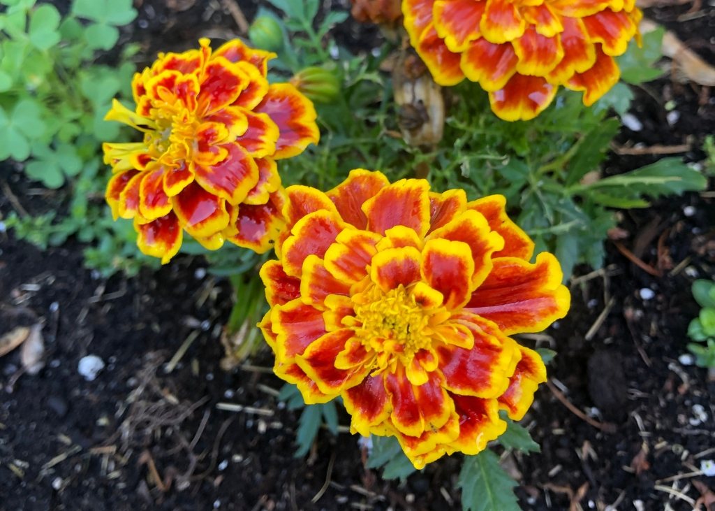 oeillet-d-Inde-legion-d-honneur