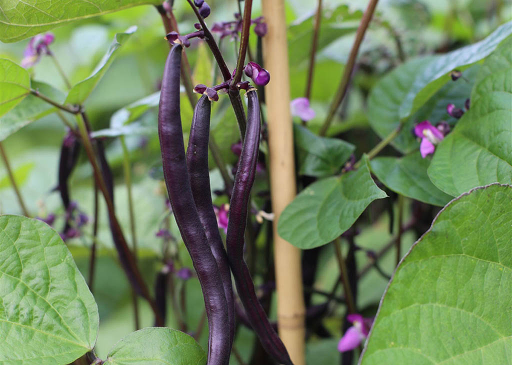 haricot-vert-purple-queen-bio