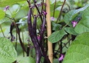 haricot-vert-purple-queen-bio