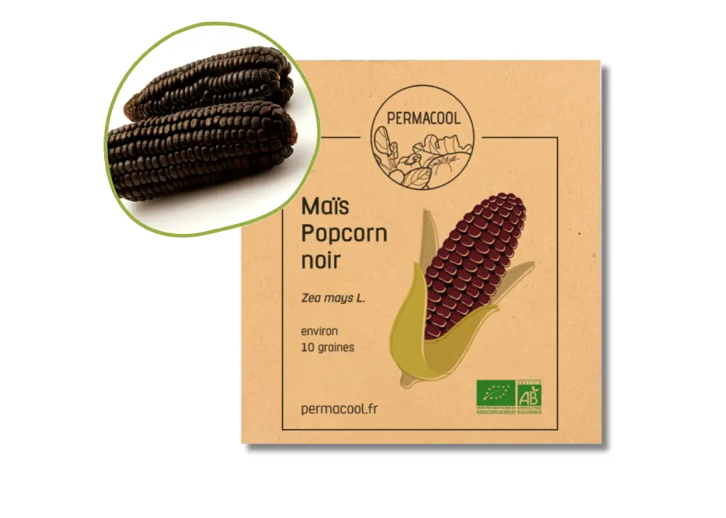 Maïs popcorn noir AB - DL