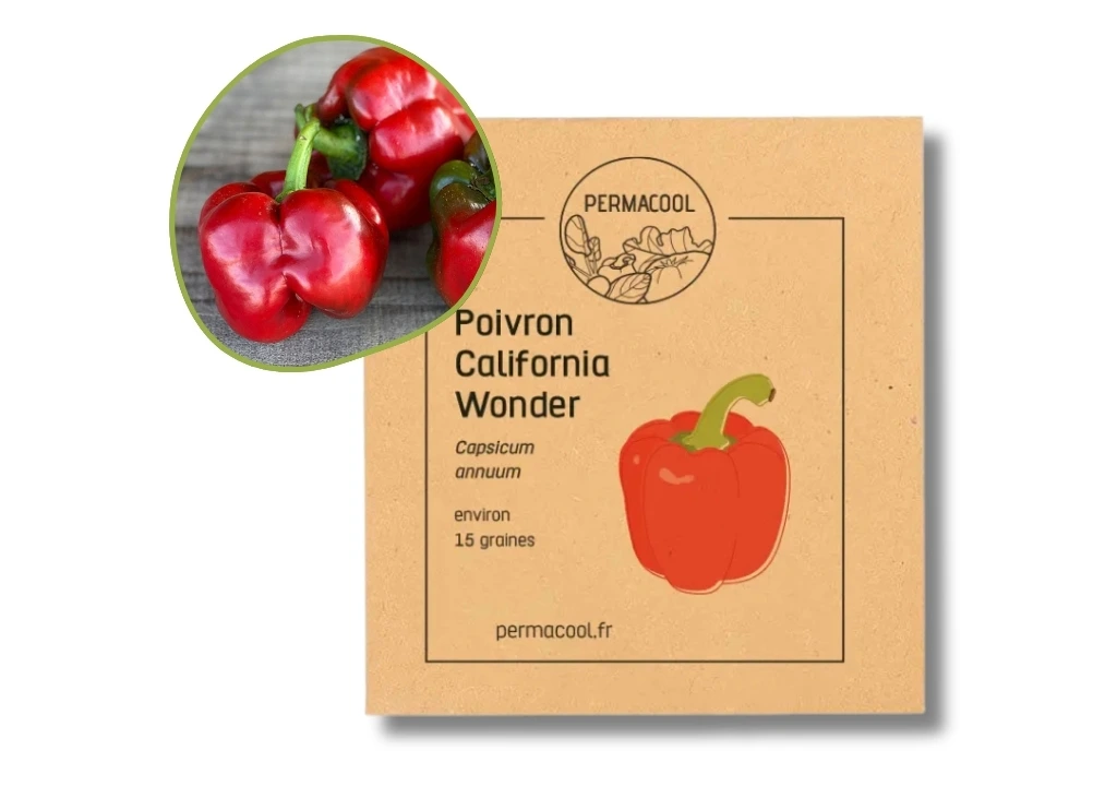 Poivron California Wonder NT DL