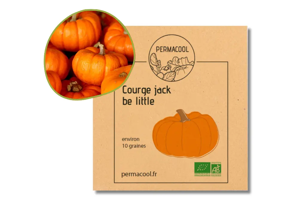 Courge jack be little AB