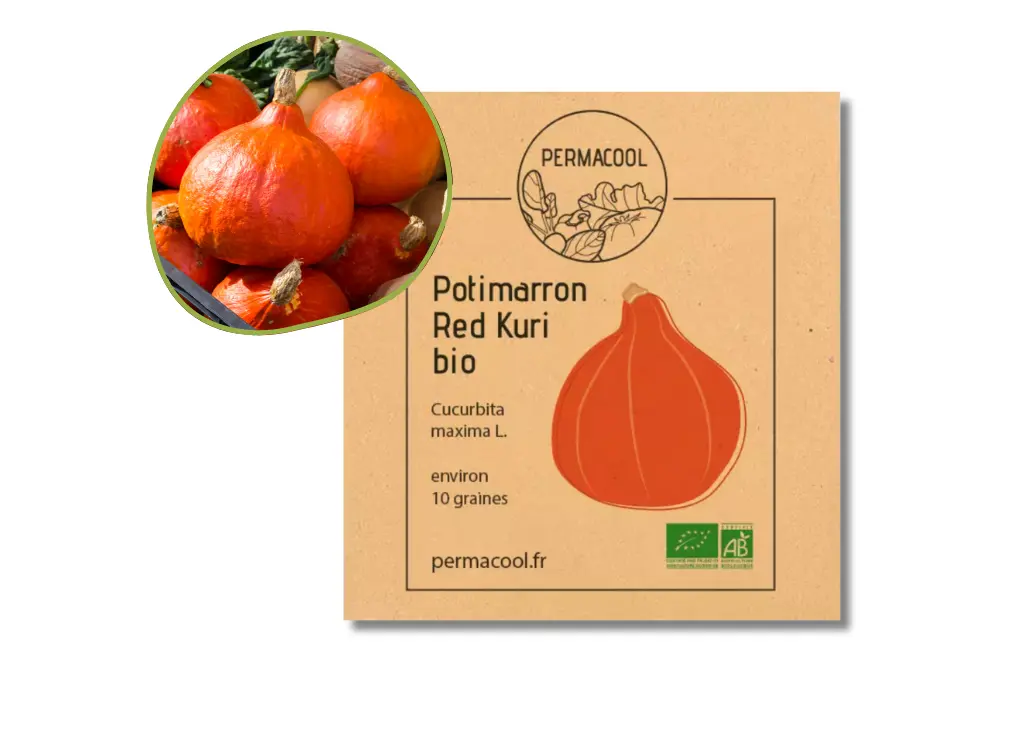 Potimarron red kuri AB