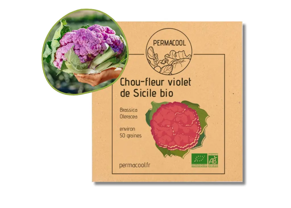 Chou-fleur violet de Sicile AB
