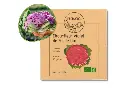 Chou-fleur violet de Sicile AB