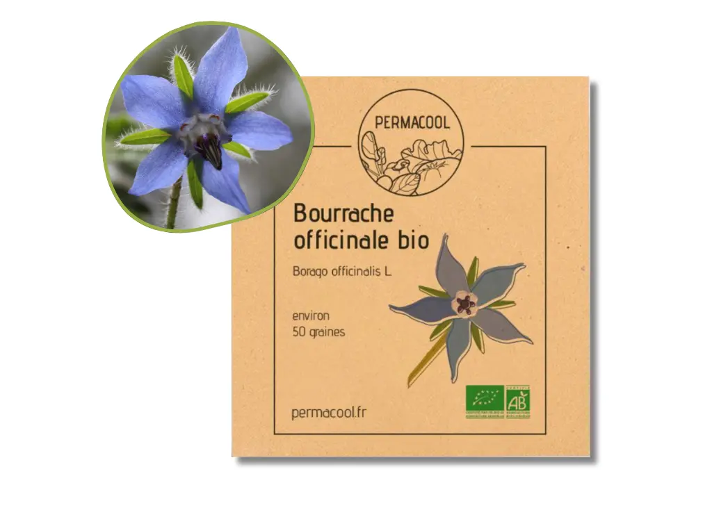 Bourrache officinale AB