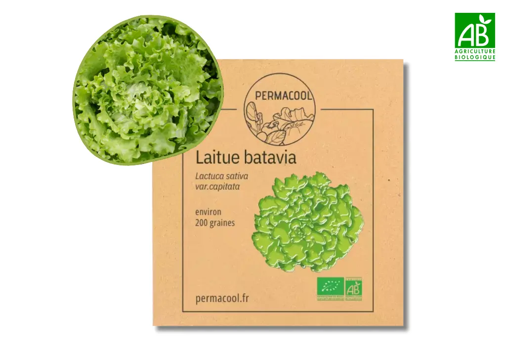 Laitue Batavia AB