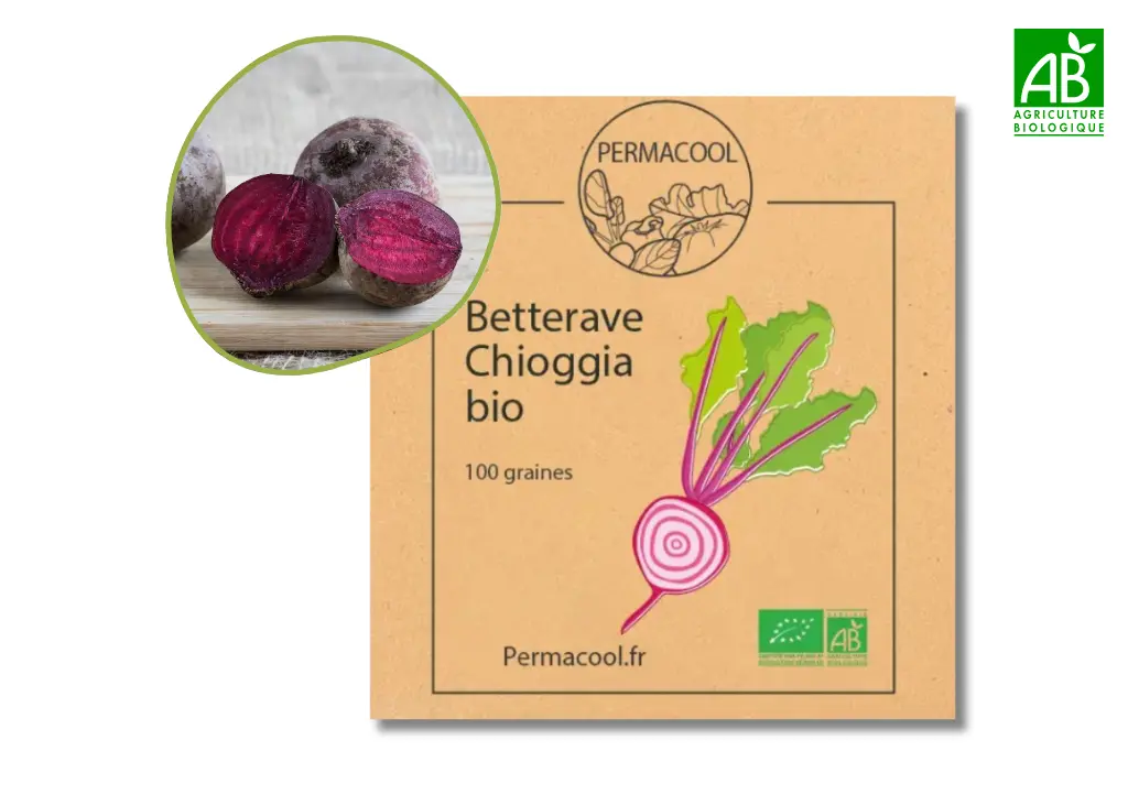 Betterave chioggia AB