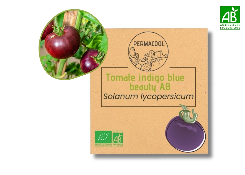 Tomate indigo blue beauty AB