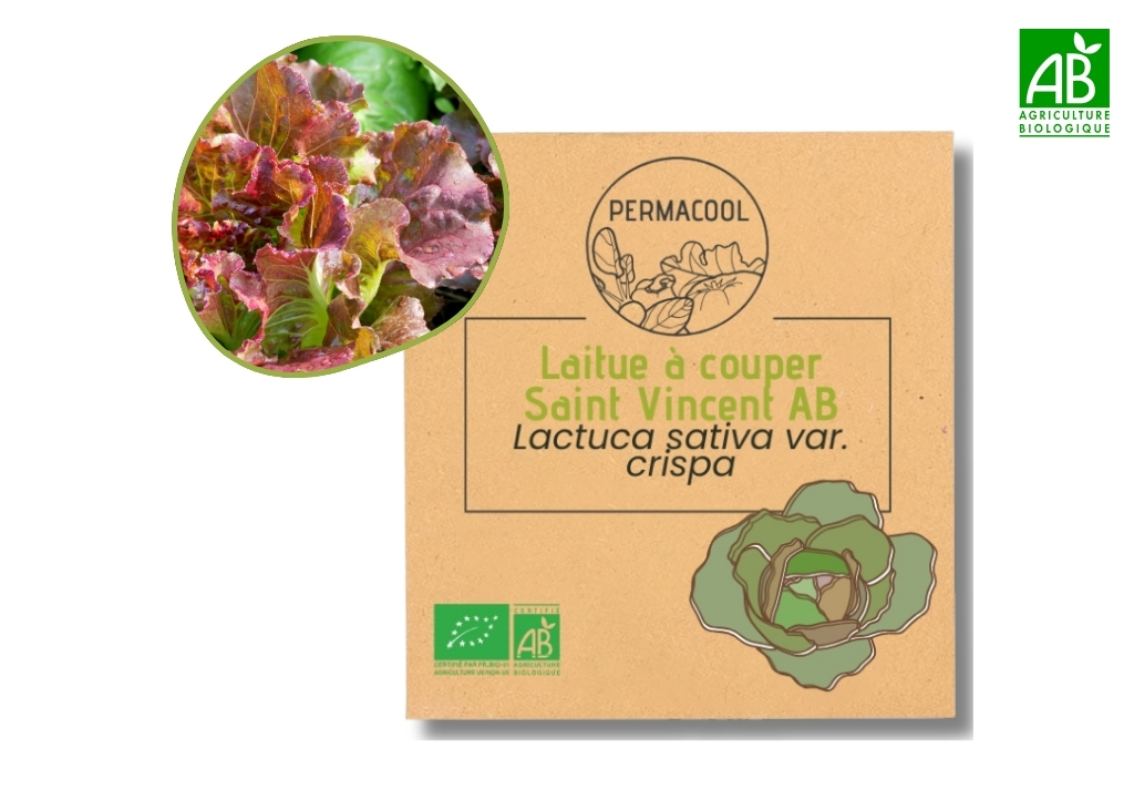 Laitue à couper Saint Vincent AB