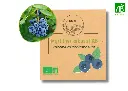 Myrtillier arbustif AB