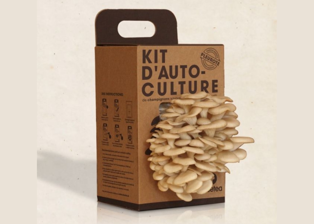 Kit de culture de pleurote