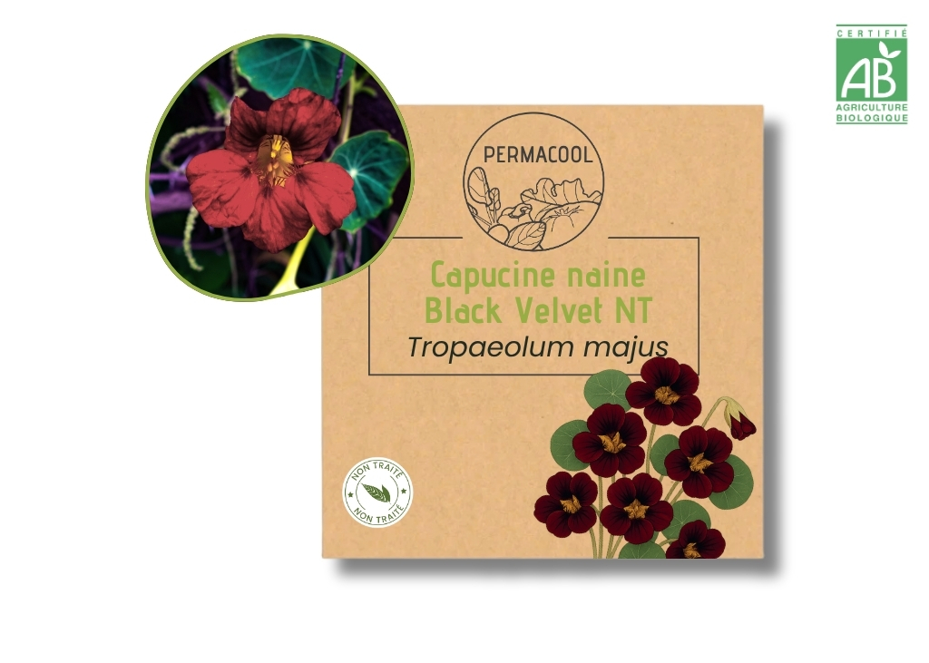 Capucine naine Black Velvet NT