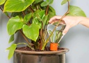 Olla pour plante d'intérieur en forme d'ampoule