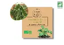 Chou kale Westlander Winter AB