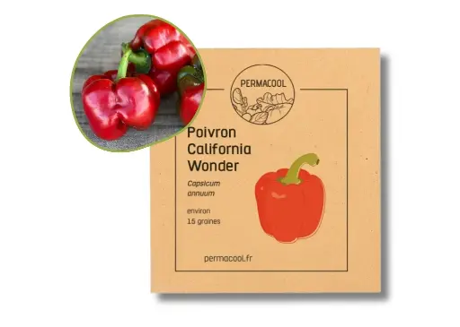 [PC-426DL] Poivron California Wonder NT DL