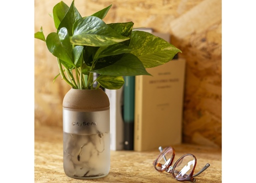 Pot transparent pour bouture de plantes avec base colorée