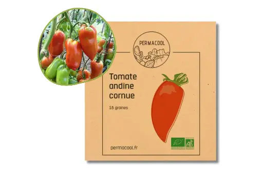 [PC-195] Tomate andine cornue AB