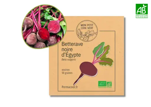 [PC-535] Betterave noire d’Égypte AB