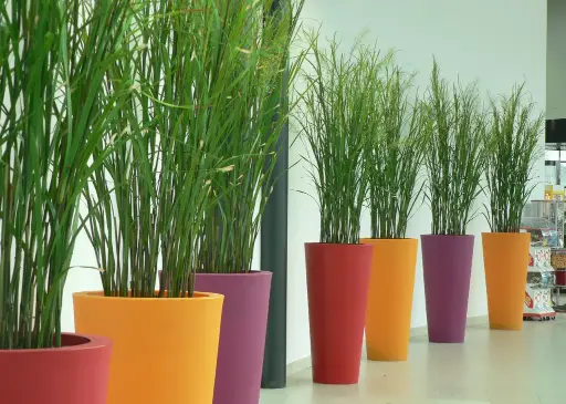 Pot Design Rond Papi - bac en polyéthylène haute densité