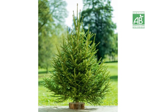 [DROP-611] Sapin de Noël épicea Bio 1m25/1m50