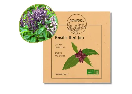 [PC-388DL] Basilic thaï AB DL