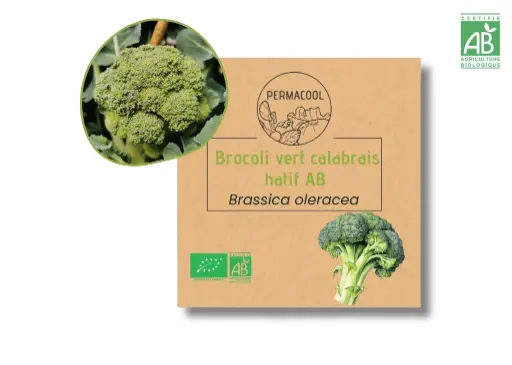 [PC-1095] Brocoli vert calabrais hatif AB