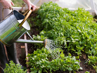 Arrosage du potager