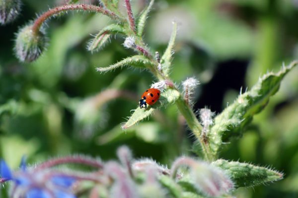 coccinelle