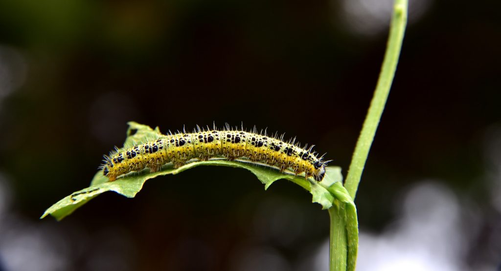 Une chenille sur une branche