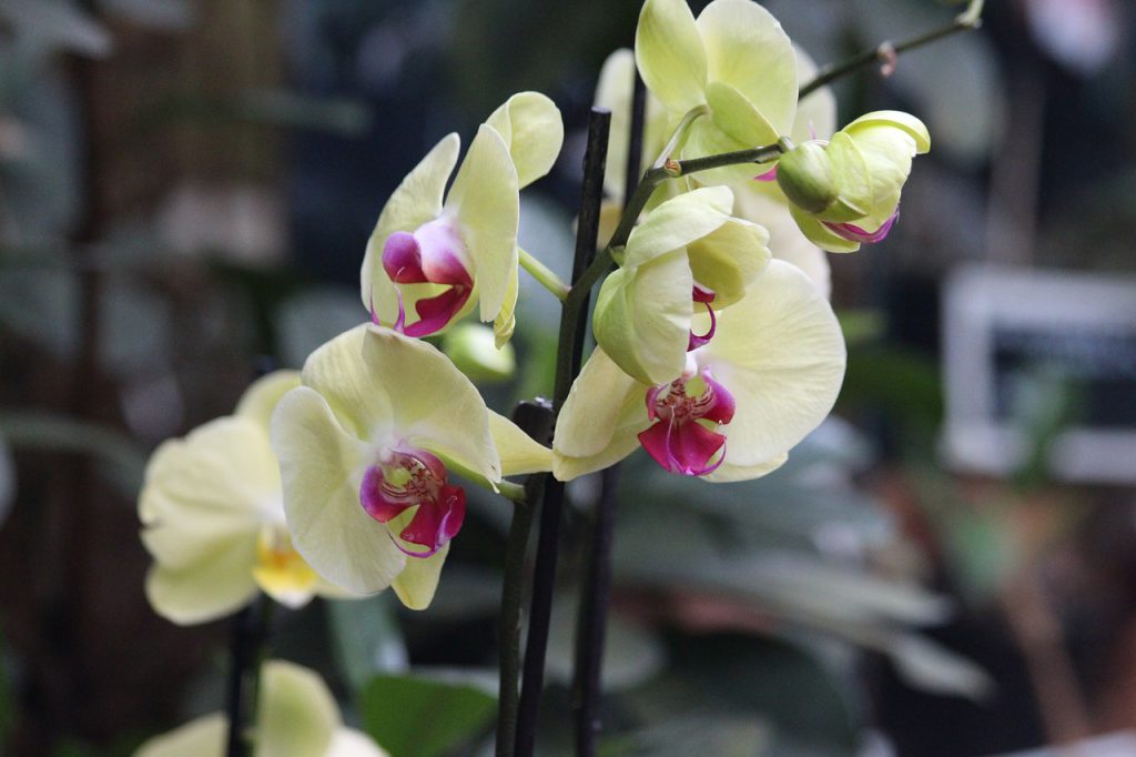 orchidée