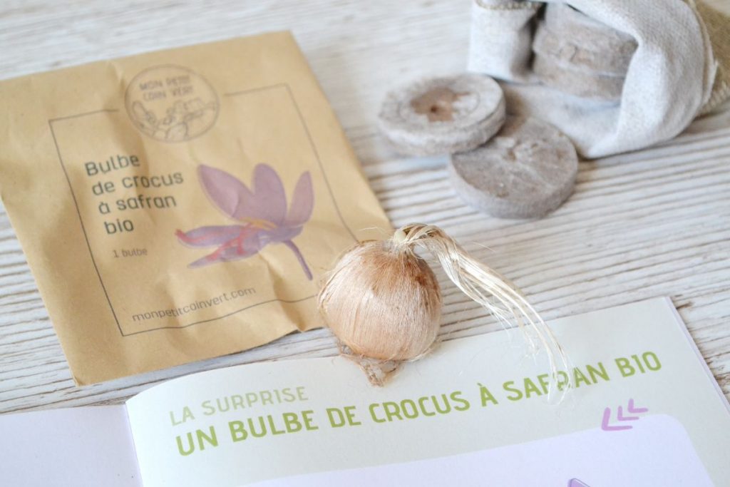 Bulbe crocus à safran bio