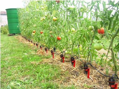 Arrosage au goutte à goutte