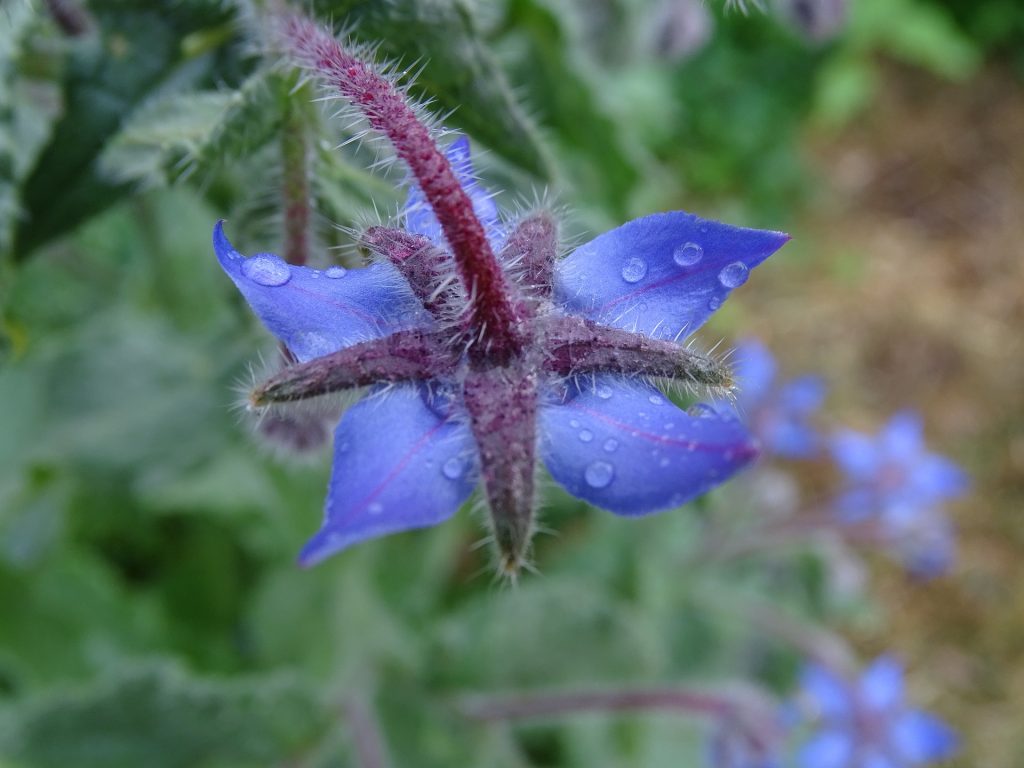 La bourrache n'est pas une fleur appréciée par les limaces !